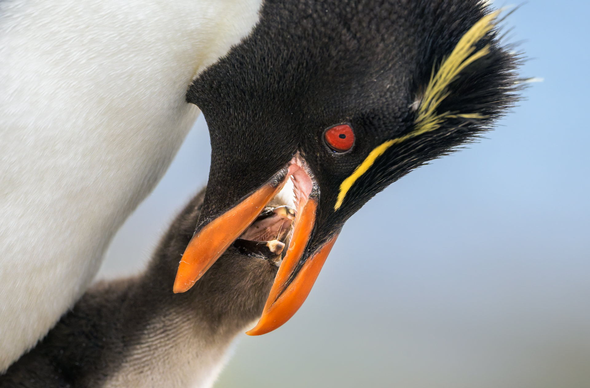 3rd PrizeOpen Nature In Class 3 By Robin Harrison For Come On Mom Lunch Time FEB-2026.jpg